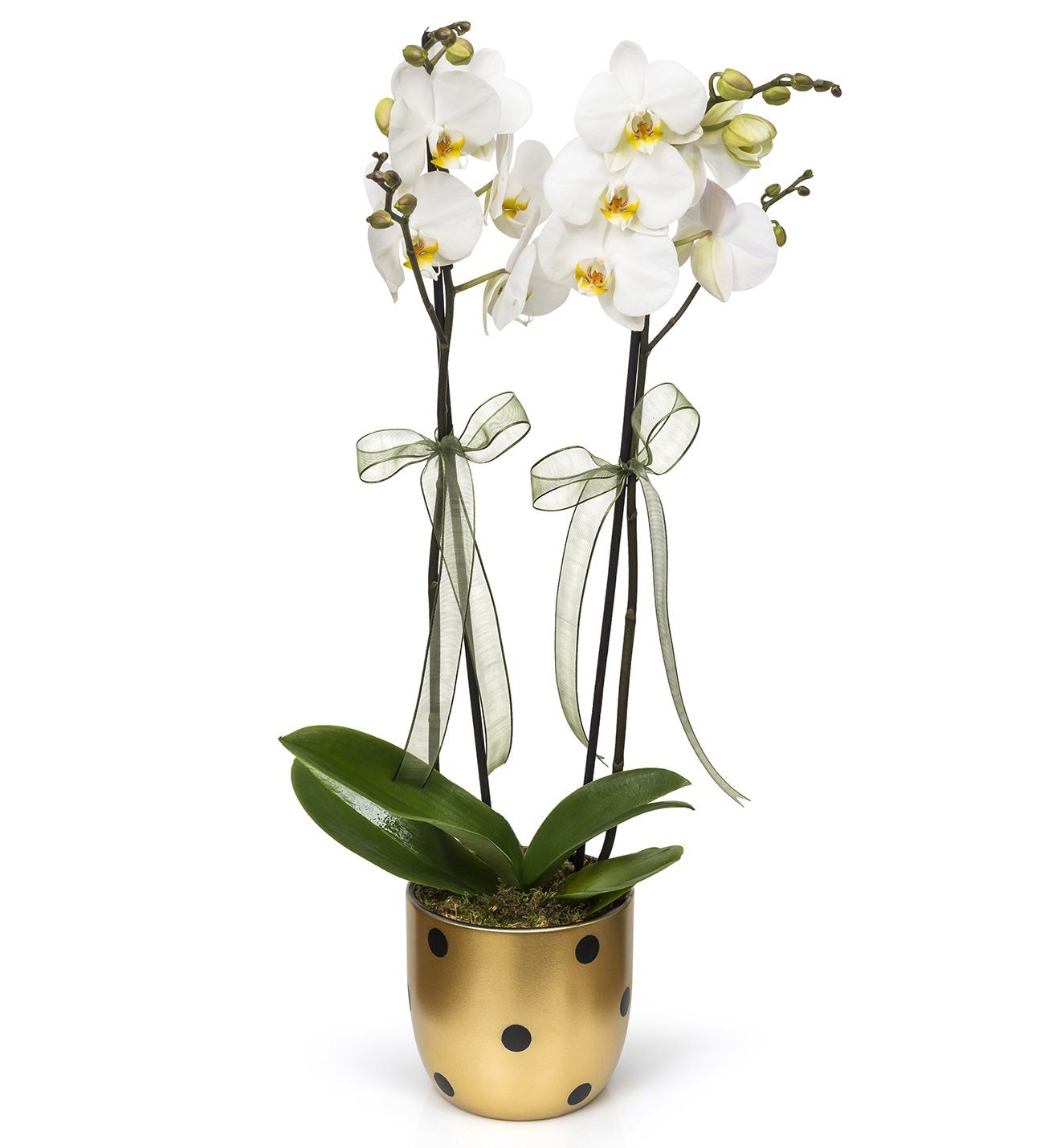Beyaz Orkide Arajmaný 